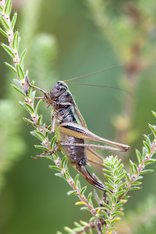 bog bush cricket