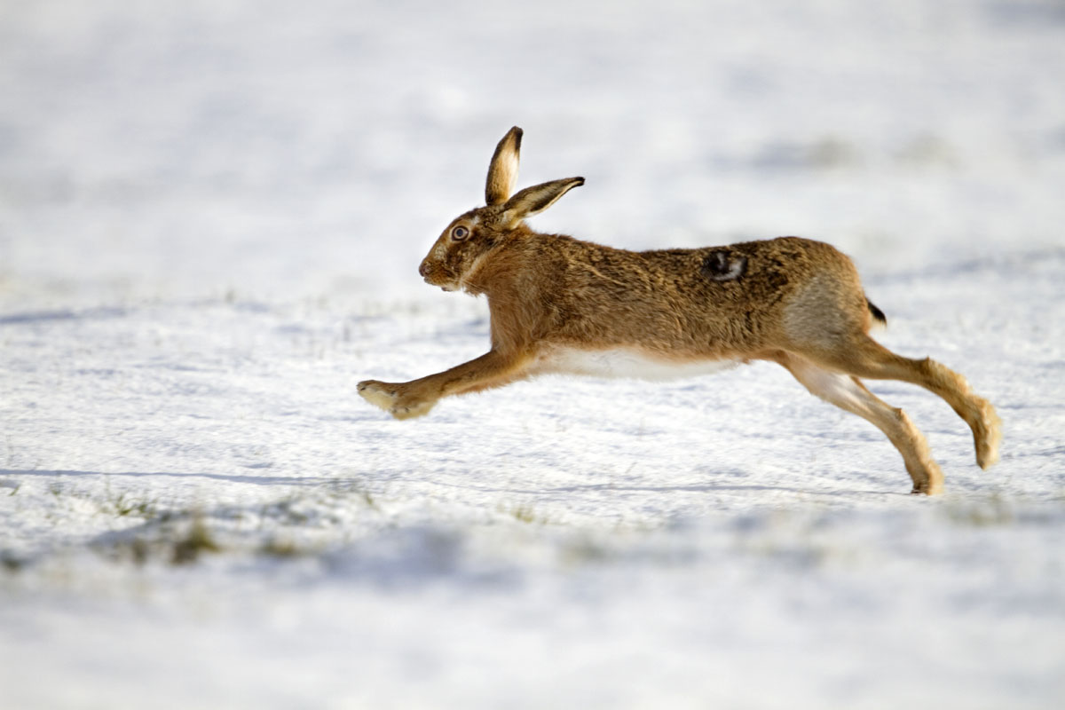 brown hare in snow running