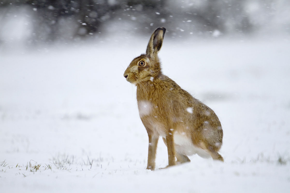 brown hare in snow